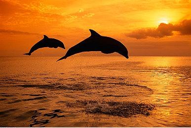 Steam喜加一：MMORPG《黑色沙漠》再次限免