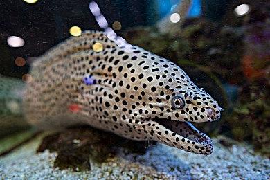 任天堂开启独立游戏节日活动 首日介绍4款游戏